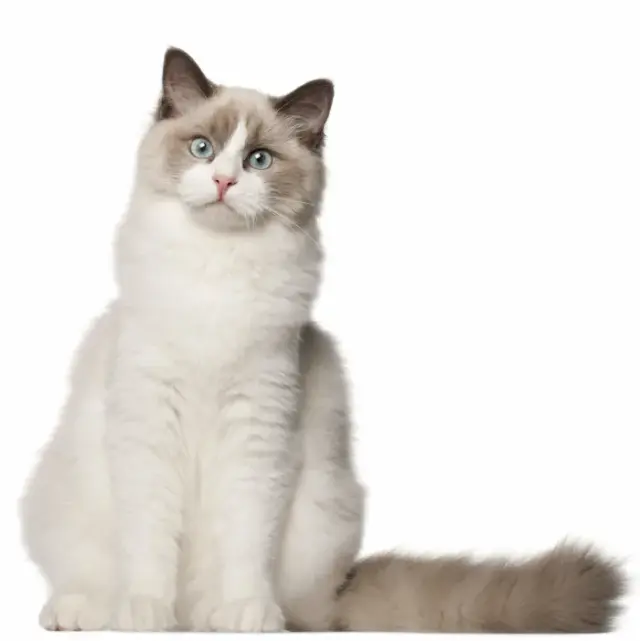 ragdoll_cat.webp