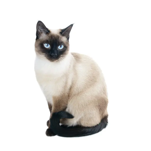thai_siamese_cat_breed.webp
