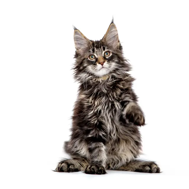 Maine_Coon_cat_breed.webp